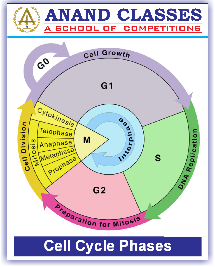 Cell Cycle and Cell Division-Mitosis Meiosis-NEET Study Material-NEET Coaching Center In Jalandhar-Anand Classes-Param Anand